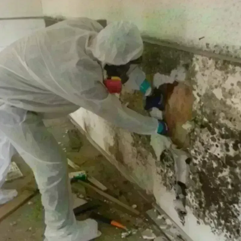 Mold Remediation and Removal in Live Oak, CA